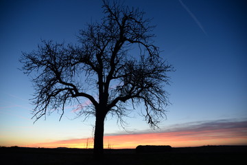 Baum mit Abendhimmel