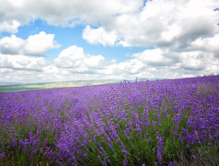 Fototapeta na wymiar Big field of the blossoming lavender in summer day