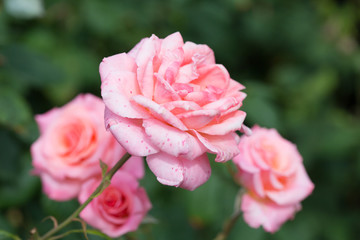 Beautiful pink rose on the green natural background.Shallow focus