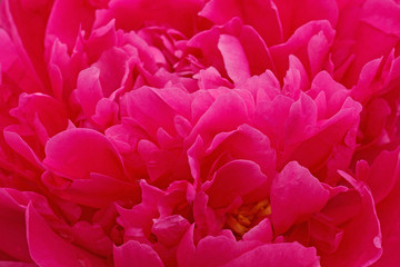 close up of red peony flower