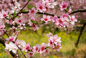 The beautiful blooming peach flower