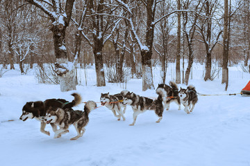 dog sledding race
