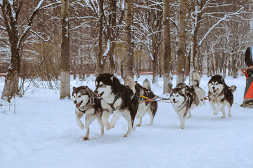 dog sledding race