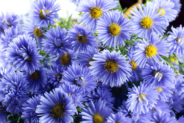 Fototapeta premium wild flowers bouquet rings