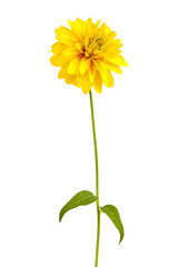 Yellow Rudbeckia flower