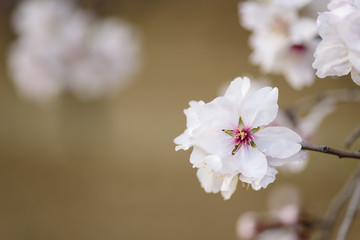 Blooming tree at winter, fresh white flowers on the branch of almond tree, plant blossom blurred background, seasonal nature beauty, dreamy soft focus picture