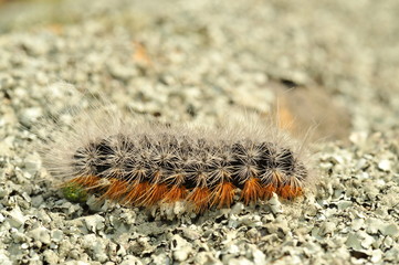 caterpillar outdoor