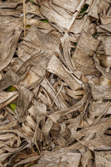 dry banana leaf