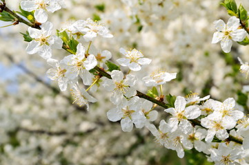 blooming tree in spring