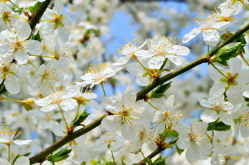 blooming tree in spring