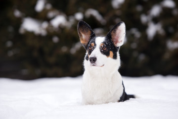 welsh corgi cardigan dog outdoors in winter