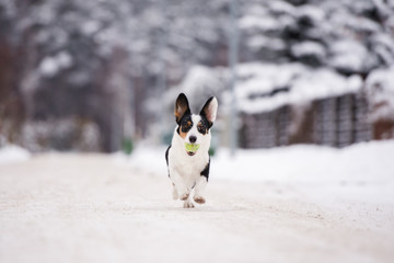 Obraz premium welsh corgi cardigan dog outdoors in winter