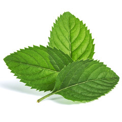 mint © Maks Peoplenko