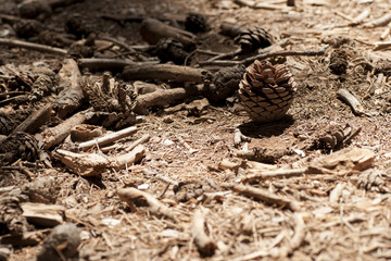 close-up of a pine cone in a pine forest.