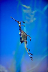 underwater image of a sea dragon