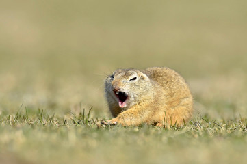 European ground squirrel (Spermophilus citellus)