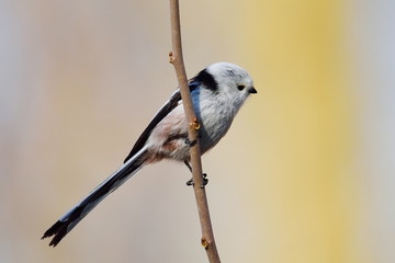 long tailed tit in natural habitat (aegithalos caudatus)