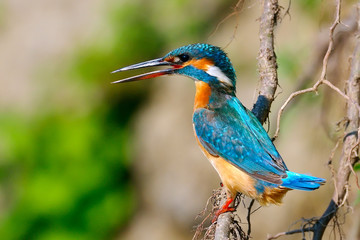 kingfisher (alcedo atthis)