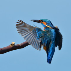 kingfisher (alcedo atthis) in natural habitat