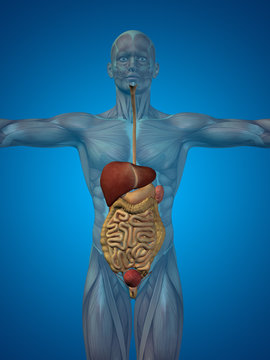 Conceptual anatomical human or man 3D digestive system
