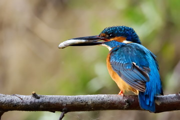 kingfisher (alcedo atthis) in natural habitat