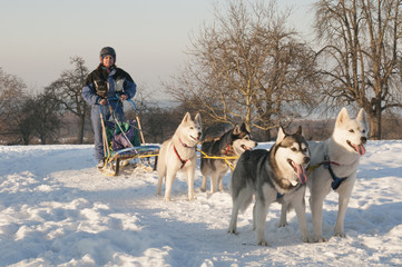 Siberian Huskys im Training