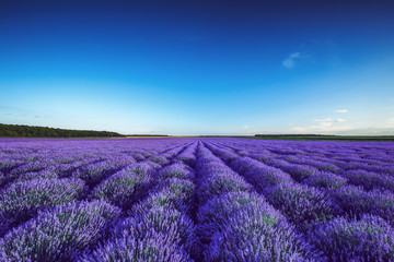 Naklejka premium Lavender field in Provence
