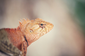Brown thai lizard on tree