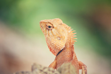 Brown thai lizard on tree