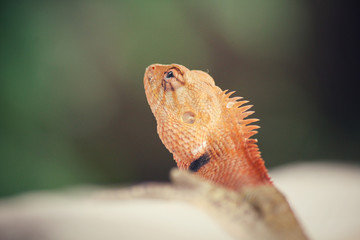 Brown thai lizard on tree