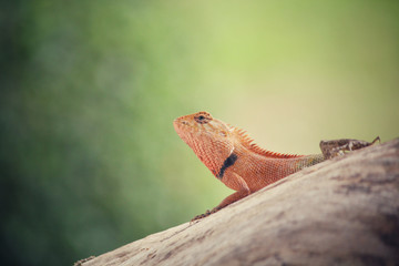 Brown thai lizard on tree