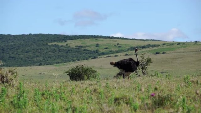 Ostrich moving his feathers in Addo Elephant National Park South Africa