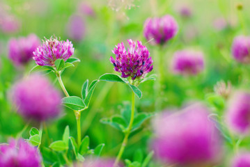 Summer Background. Flowers Background. Clovers Meadow.