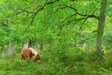 horse in forest