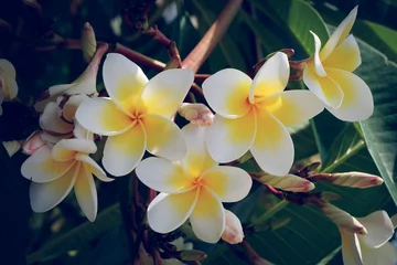 Keuken spatwand met foto witte frangipani tropische bloem, plumeria bloem vers bloeiend © sutichak