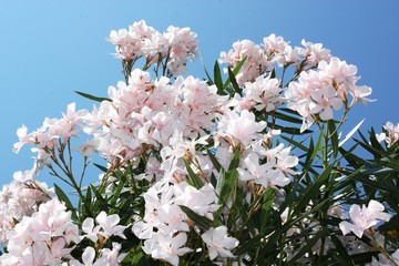 Pink Oleander blooming on Lake Garda, Italy