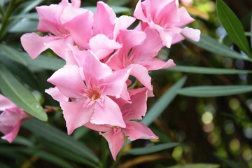 Pink Oleander flowers