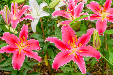 Pink lily flowers season in the garden