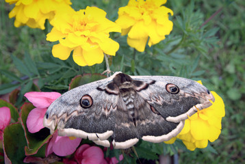 Moth butterfly, giant silk moth butterfly called Cecropia Moth, Hyalophora cecropia