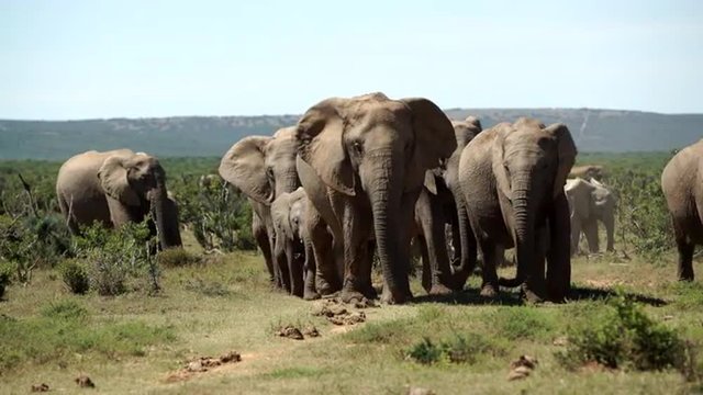 Big herd of elephants walking towards the camera in Addo Elephant National Park South Africa