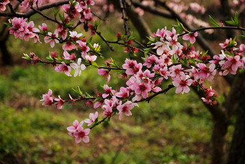 The beautiful blooming peach flower in spring