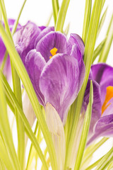 Purple crocus flowers in close-up