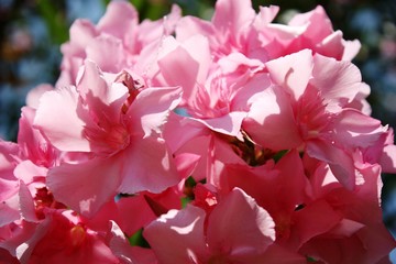 Oleander pink 