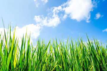 Obraz premium rice field and blue sky