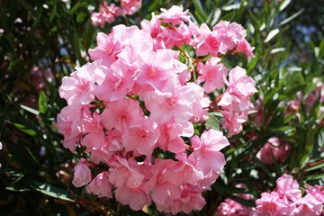 Blooming pink nerium oleander, Italy 