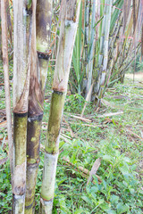 Sugarcane plants
