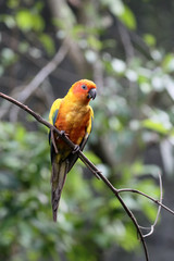 Sun concure or parakeet, Aratinga solstitialis