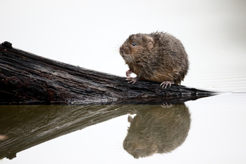 Water vole, Arvicola amphibius
