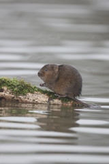 Water vole, Arvicola amphibius