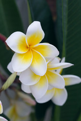 Fototapeta premium white frangipani tropical flower, plumeria flower blooming